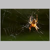 2023 2nd Felicity Jenkins - Spider